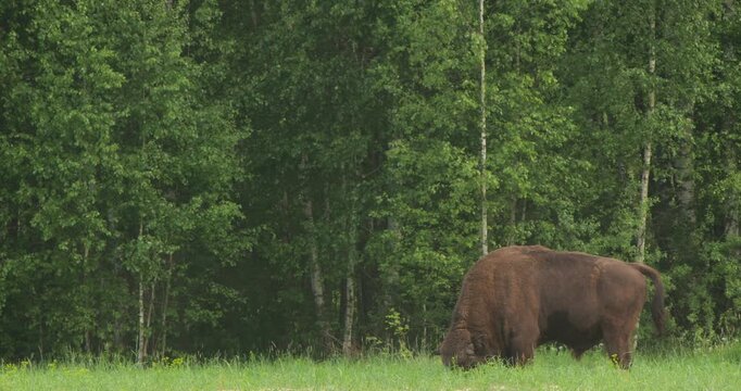 European Bison (Bison bonasus) Dust Bathing to Repel Insects &mdash; Summer in Chernobyl Exclusion Zone