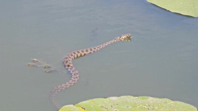 Grass snake floating on water surface, patiently hunting prey in freshwater pond, predator waiting motionless among floating leaves, natural wildlife behavior, reptile in calm habitat