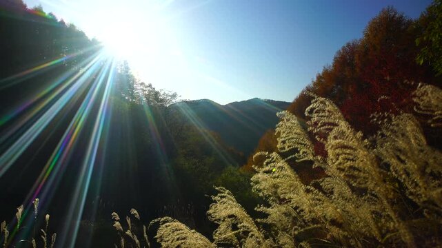 ゼロ磁場の水場付近から望む分杭峠の紅葉とススキと夕日の光芒