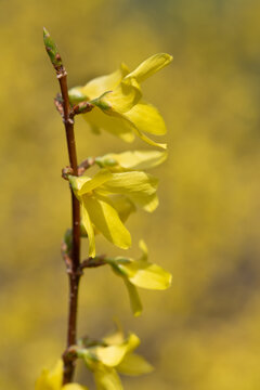 Close-up of the stem of a flowering forsythia, which blooms in bright yellow.