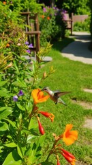 Obraz premium Hummingbird feeding on nectar of red flowers in garden, with butterfly nearby. Outdoor scene in full bloom.