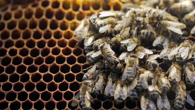 Dead Bees in Dry Environment, Climate Change and Heat Impact on Nature