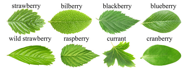 Fresh green leaves of berry plants on white background. Collage with names © New Africa