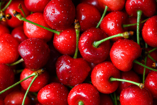 Detailed cherry background with glossy skin and stems visible. Fresh ripe summer fruit, organic harvest concept