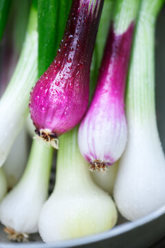 Close view of purple and white spring onion bulbs in colander, water droplets visible. Fresh green onions detail, organic farm produce with vibrant stems