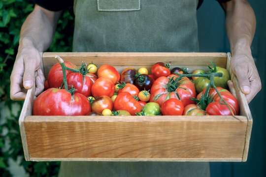 Close view of man holding box with red and green tomatoes. Fresh farm harvest, organic vegetables, sustainable farming