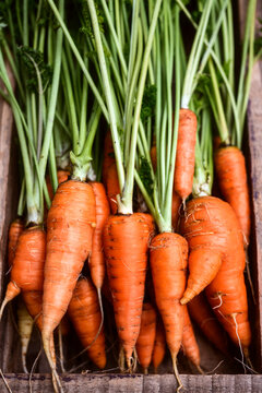 Bunch of fresh carrots standing in wooden box on dark background. Seasonal organic vegetables concept