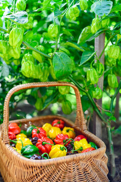 Basket with habanero peppers placed among green plants in garden. Fresh chili harvest natural agriculture scene