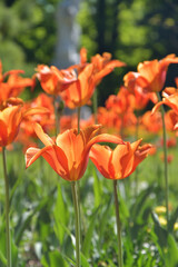 Obraz premium Tulips Blooming in Luxembourg Gardens, Paris, France, April 8, 2026
