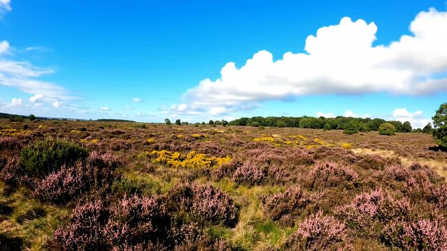 Blooming purple heather and yellow gorse on sunny heathland