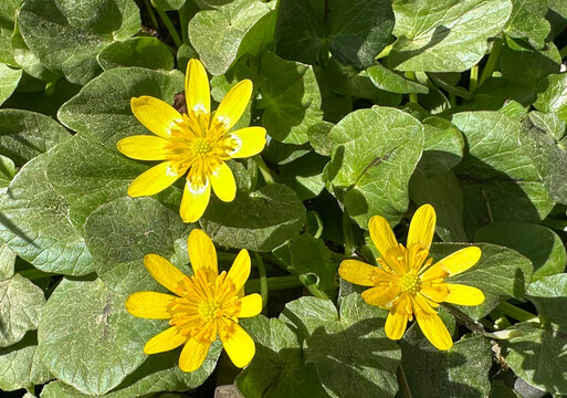 Blossom Lesser celandine or pilewort (ficaria verna)