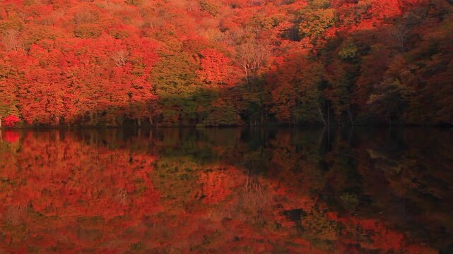 蔦沼の朝の紅葉の水鏡