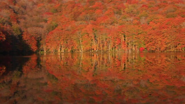 蔦沼の朝の紅葉の水鏡