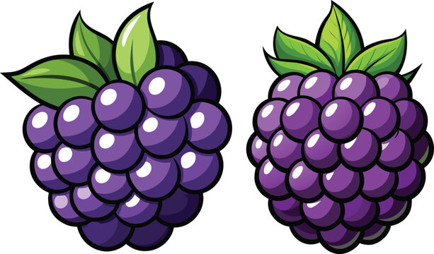 Two blackberries with green caps a detailed illustration