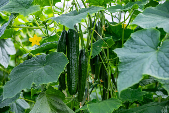 Fresh farm cucumbers vegetables, harvesting, processing in greenhouse after harvest, sorting, packaging, agricultural innovations in Netherlands, food growing farm in Europe