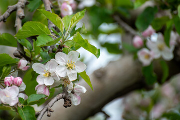 Fototapeta premium Spring blossom of apples fruit trees in april, rows of trees in orchard in the Netherlands, food production in Europe