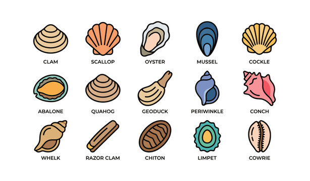 Colorful seashells collection: clam, scallop, oyster, mussel, cockle, abalone