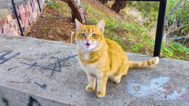 Vocal Orange Tabby Cat with Blue-Green Eyes Meowing Directly at Camera while Standing on a Concrete Ledge with Graffiti Markings, Surrounded by Lush Green and Brown Natural Park Background