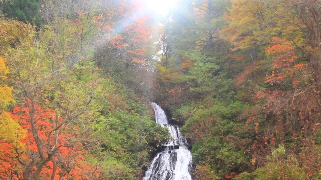 紅葉の七滝と朝の木もれ日