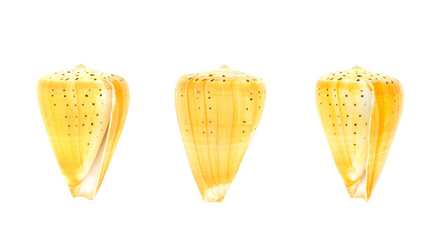 Set of yellow seashells isolated on clean background, tropical cone shells collection