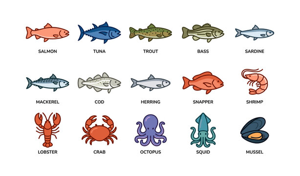 Colorful illustrations of various sea creatures including fish, crustaceans, and mollusks