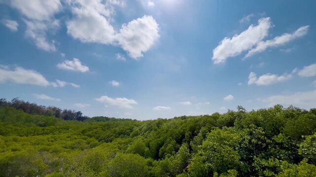 Green forest landscape with blue sky