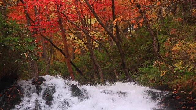 湯の又の滝と紅葉