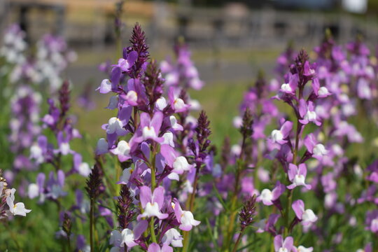 Beautiful Purple Toadflax Flowers Blooming in Field