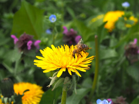 Isolated close-up of a western honey bee (apis mellifera) collecting pollen of a dandelion (taraxacum sect. taraxacum F.H.Wigg). Bonn, Germany. April