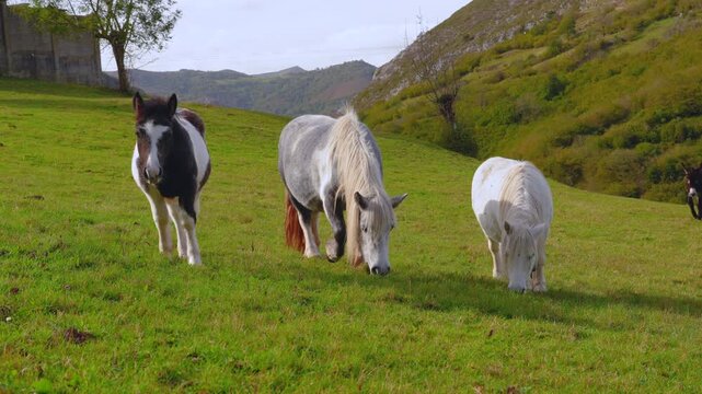 Epic mountain ponies slow motion. 
Cinematic 4K ProRes footage of wild 
horses grazing on green alpine meadow 
at sunset. High quality nature video.
