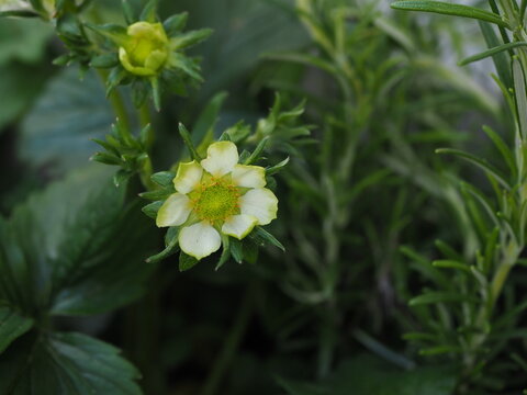 Isolated close up of the blossom of a garden strawberry (fragaria ananassa (Duchesne ex Weston) Duchesne es Rozier) plant. Bonn, Germany.