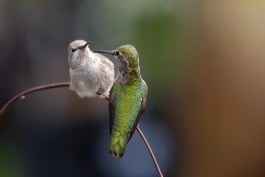 A newly fledged Anna's Hummingbird perched on a branch with mom 