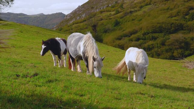 Epic mountain ponies slow motion. 
Cinematic 4K ProRes footage of wild 
horses grazing on green alpine meadow 
at sunset. High quality nature video.
