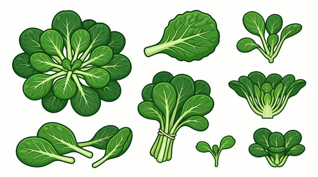 Set of fresh organic tatsoi green vegetables and leaves isolated on white background