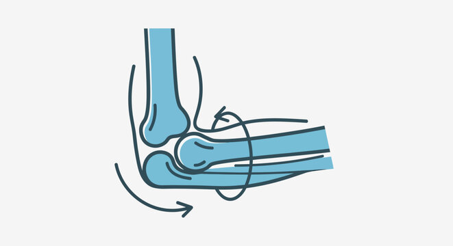 Elbow joint motion with anatomical representation of bones and tendons, highlighting flexion and extension with a clean, modern vector graphic aesthetic.