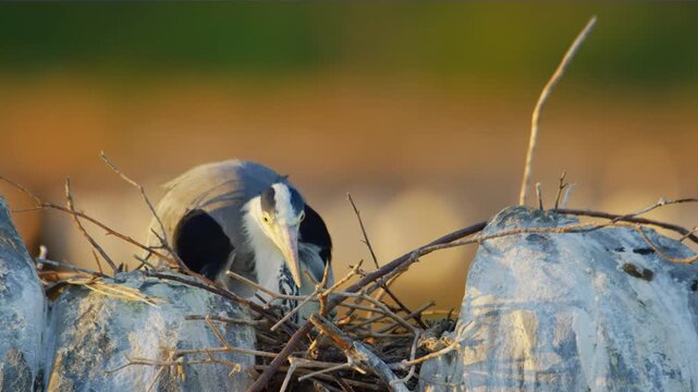 A Grey Heron (Ardea cinerea) sitting on a nest on Magdalena Islands, Chile. 