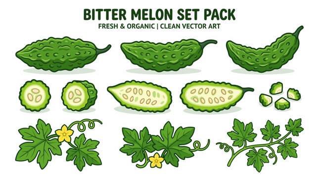 Bitter melon cartoon illustration set with whole slices and vine leaves