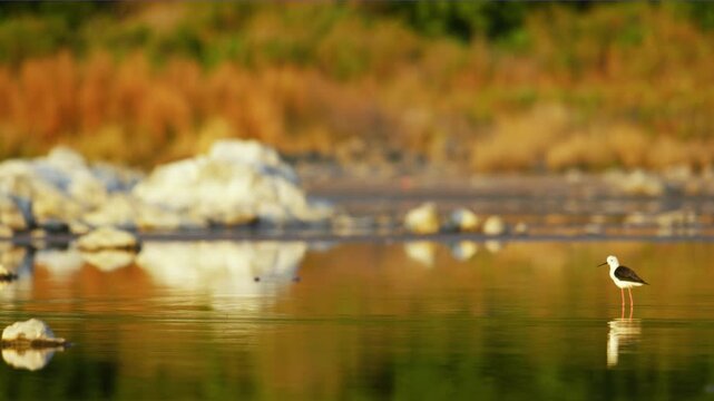 Black-winged stilt (Himantopus himantopus) found in qatar during summer season.
