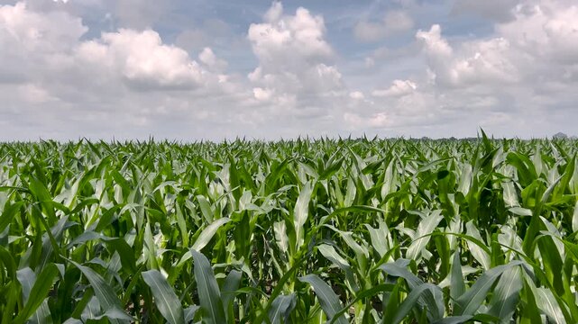 Panning shot of a vibrant green cornfield. Expansive rows of corn stretch under a bright blue sky with scattered clouds in the summer. Captured in Mid-June, Midwest, USA.