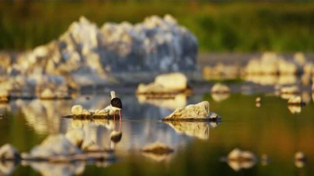 A Black-winged Stilt (Himantopus himantopus) foraging in a lake.