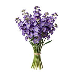 Obraz premium Arrangement of purple sparaxis flowers tied together with neutral band on white backdrop