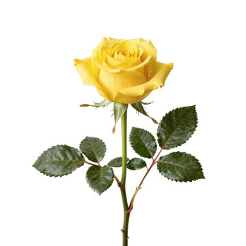 Elegant yellow rose with dark green leaves isolated on white background
