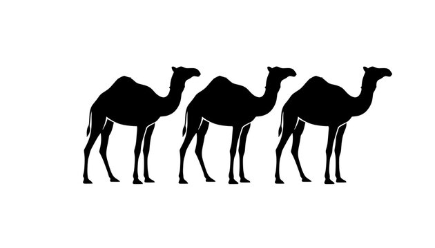 Three Arabian Camels Walking in a Row