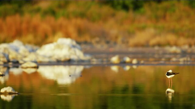 A Black-winged Stilt (Himantopus himantopus) foraging in a lake. Selective focus.
