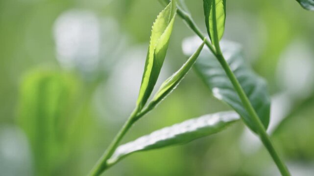 茶葉　新茶　茶畑