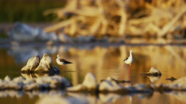 Two Black winged stilt (Himantopus himantopus) in Magdalena Islands, Chile. 