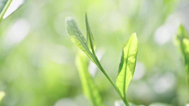 茶葉　新茶　茶畑