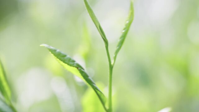 茶葉　新茶　茶畑