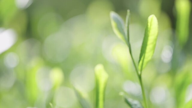 茶葉　新茶　茶畑