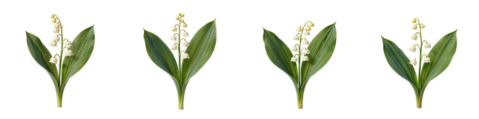 Fototapeta premium Close up of lily of the valley flowers with their leaves on a black background
